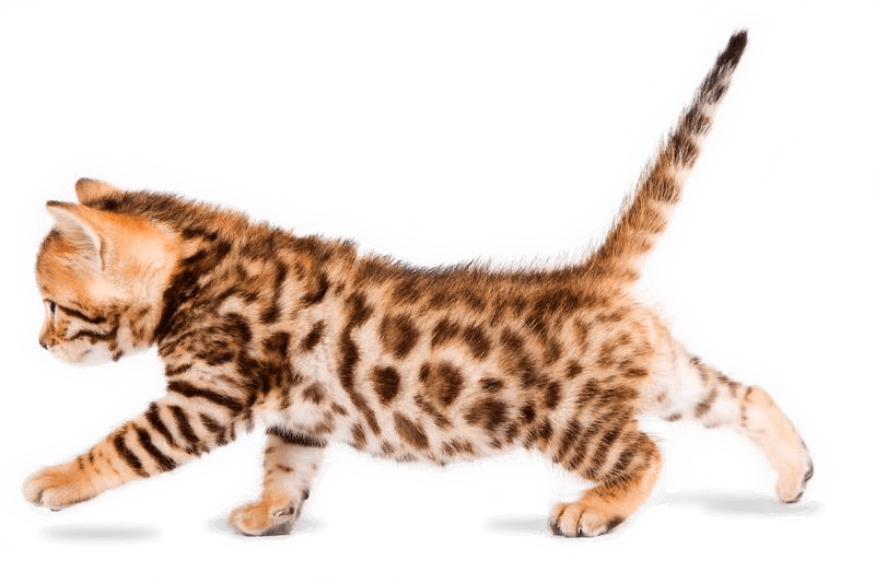 Buy bengal kitten