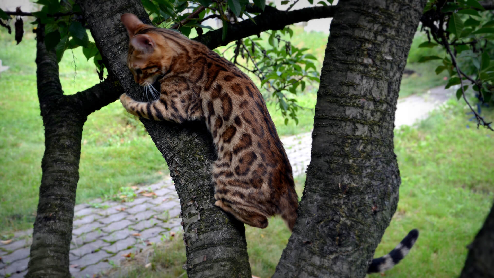 Wild loveliness