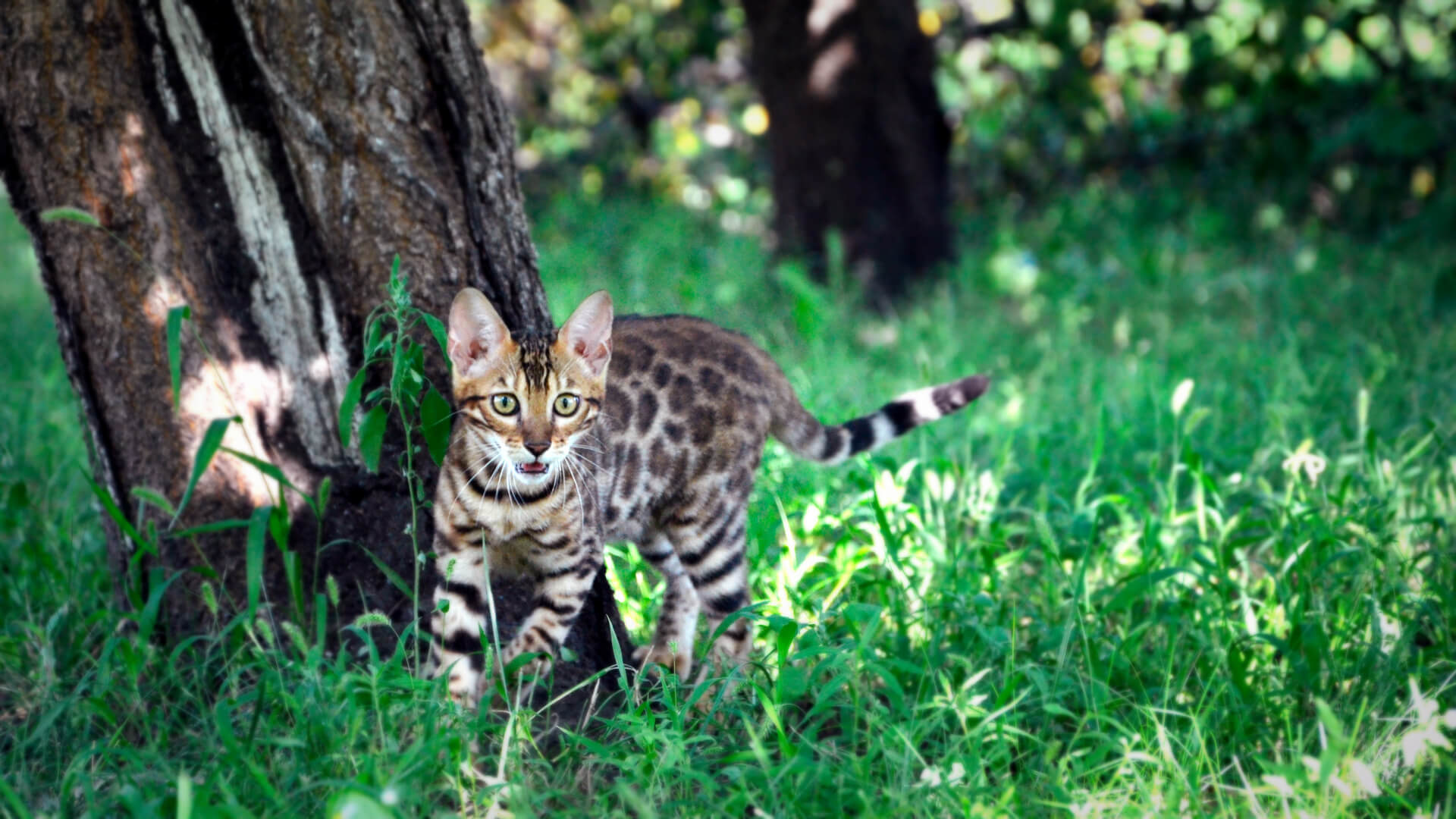 Wild loveliness