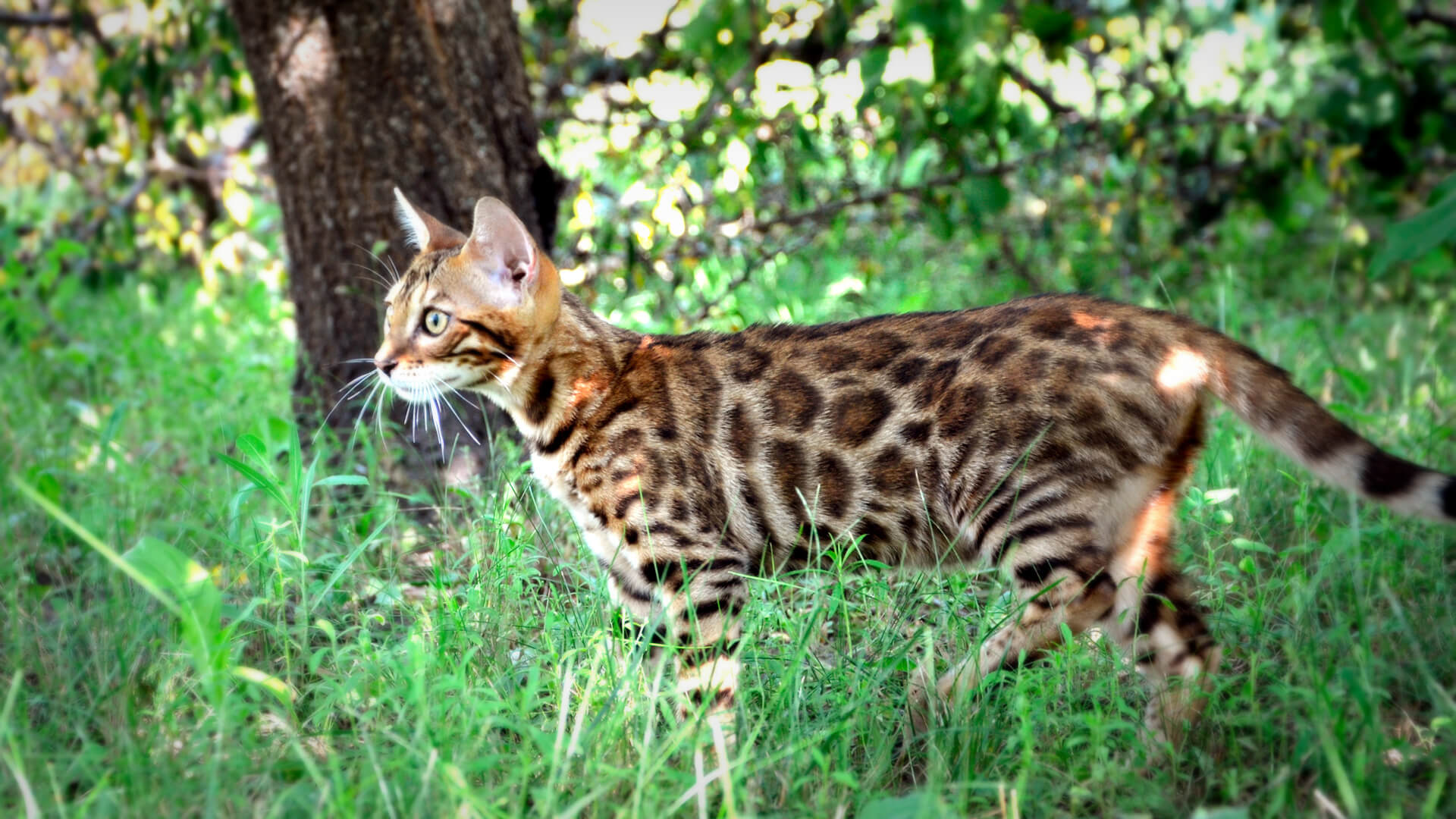 Wild loveliness